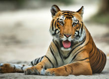 jim corbett national park