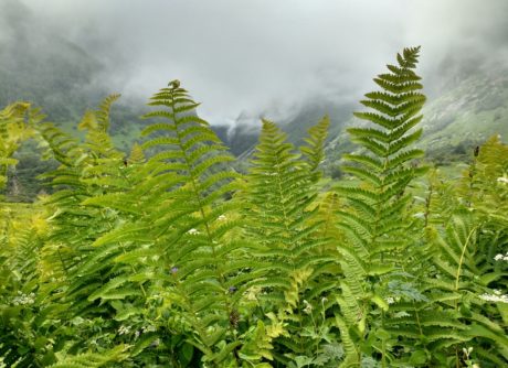 Valley Of Flowers National Park